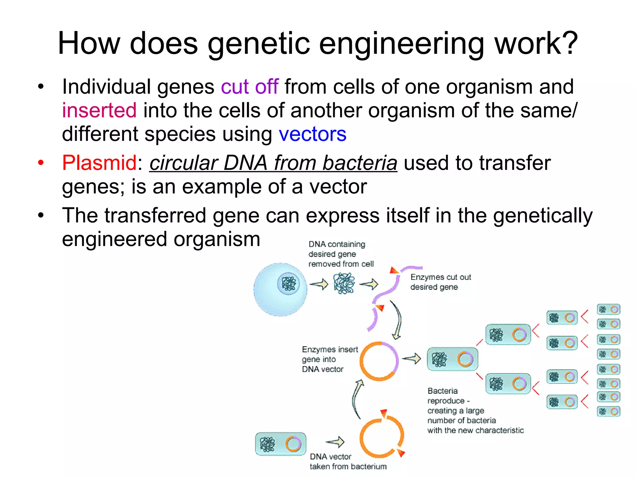 How does genetic engineering work? Individual genes  cut off  from cells of one organism and  inserted  into the cells of another organism of the same/ different species using  vectors   Plasmid :  circular DNA from bacteria  used to transfer genes; is an example of a vector The transferred gene can express itself in the genetically engineered organism 