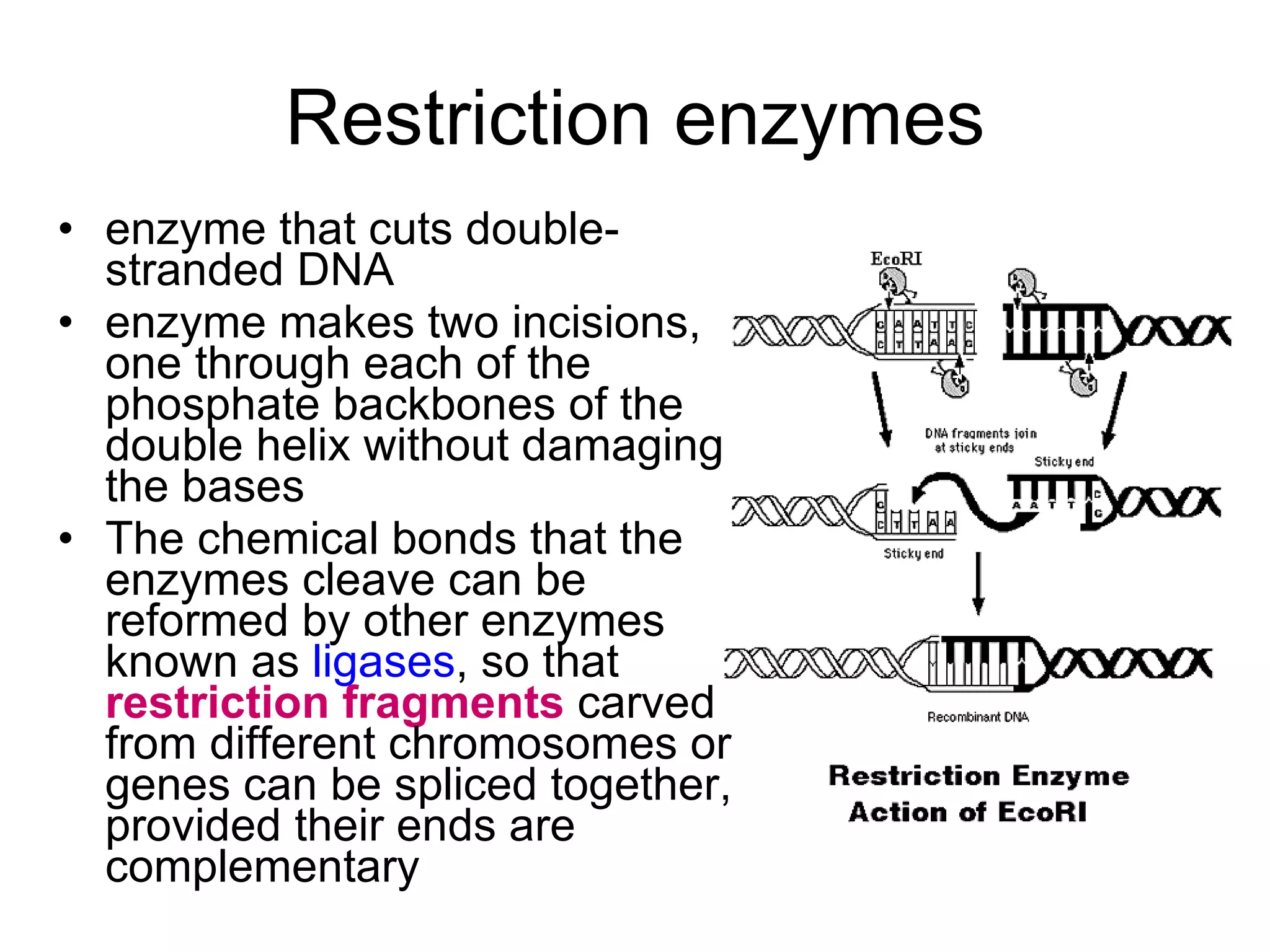 Restriction enzymes enzyme that cuts double-stranded DNA  enzyme makes two incisions, one through each of the phosphate backbones of the double helix without damaging the bases  The chemical bonds that the enzymes cleave can be reformed by other enzymes known as  ligases , so that  restriction fragments  carved from different chromosomes or genes can be spliced together, provided their ends are complementary  