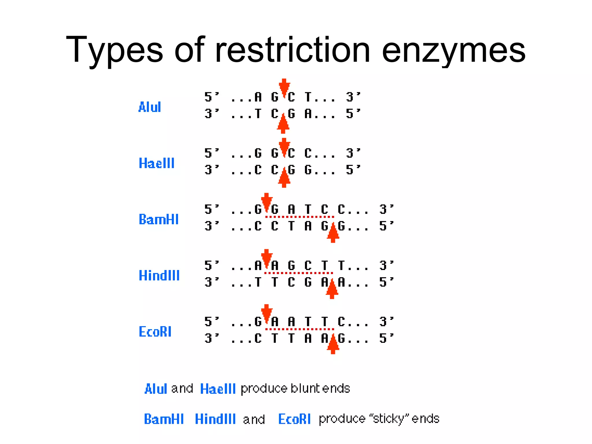 Types of restriction enzymes 