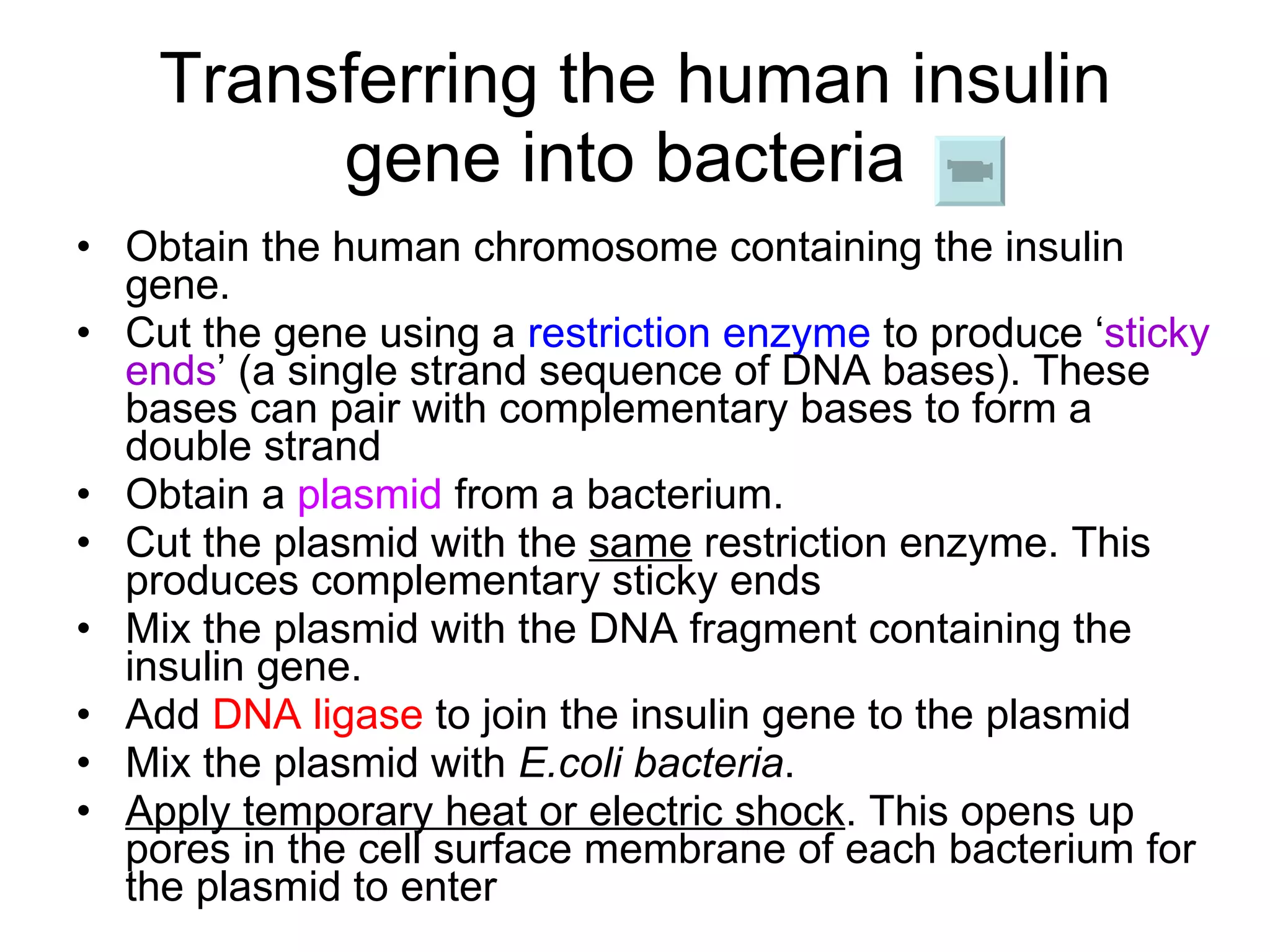 Transferring the human insulin gene into bacteria  Obtain the human chromosome containing the insulin gene.  Cut the gene using a  restriction enzyme  to produce ‘ sticky ends ’ (a single strand sequence of DNA bases). These bases can pair with complementary bases to form a double strand Obtain a  plasmid  from a bacterium.  Cut the plasmid with the  same  restriction enzyme. This produces complementary sticky ends Mix the plasmid with the DNA fragment containing the insulin gene.  Add  DNA ligase  to join the insulin gene to the plasmid Mix the plasmid with  E.coli bacteria .  Apply temporary heat or electric shock . This opens up pores in the cell surface membrane of each bacterium for the plasmid to enter   