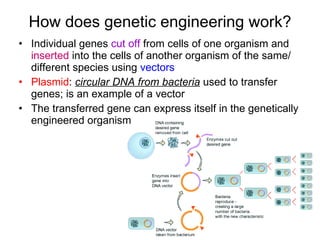 Chapter 20 Molecular Genetics Lesson 3 - Genetic Engineering | PPT