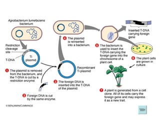 Chapter 20 Molecular Genetics Lesson 3 - Genetic Engineering