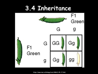 3.4 Inheritance3.4 Inheritance
https://www.mun.ca/biology/scarr/MGA2-05-17.htmlhttps://www.mun.ca/biology/scarr/MGA2-05-17.html
 