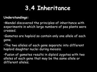 3.4 Inheritance3.4 Inheritance
Understandings:
•Mendel discovered the principles of inheritance with
experiments in which large numbers of pea plants were
crossed.
•Gametes are haploid so contain only one allele of each
gene.
•The two alleles of each gene separate into different
haploid daughter nuclei during meiosis.
•Fusion of gametes results in diploid zygotes with two
alleles of each gene that may be the same allele or
different alleles.
 