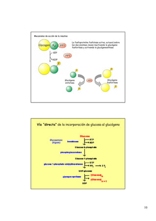 10
Mecanismo de acci
Mecanismo de acció
ón de la insulina:
n de la insulina:
Glucógeno
sintetasa
Glucógeno
fosforilasa
La fosfoproteína fosfatasa activa, actuará sobre
los dos enzimas claves inactivando la glucógeno
fosforilasa y activando la glucógenosintasa
Vía “directa” de la incorporación de glucosa al glucógeno
Glucoquinasa
(hígado)
 