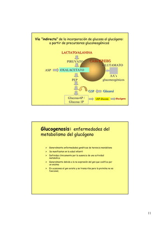 11
OXALACETATO
OXALACETATO
ASP
ASP
LACTATO/ALANINA
LACTATO/ALANINA
PIRUVATO
PIRUVATO Ciclo KREBS
Ciclo KREBS
GLUTAMATO
GLUTAMATO
AA
AA’
’s
s
gluconeog
gluconeogé
énicos
nicos
PEP
PEP
Glucosa
Glucosa-
-6P /
6P /
Glucosa 1P
Glucosa 1P
G3P
G3P Glicerol
Glicerol
Vía “indirecta” de la incorporación de glucosa al glucógeno:
a partir de precursores gluconeogénicos
UDP-Glucosa Glucógeno
Glucogenosis: enfermedades del
metabolismo del glucógeno
¾ Generalmente enfermedades genéticas de herencia mendeliana
¾ Se manifiestan en la edad infantil
¾ Definidas clinicamente por la ausencia de una actividad
metabólica
¾ Generalmente debido a la no expresión del gen que codifica por
un enzima
¾ En ocasiones el gen existe y se transcribe pero la proteína no es
funcional,
 