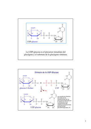 3
La UDP-glucosa es el precursor inmediato del
glucógeno y el substrato de la glucógeno sintetasa.
O
O
OH
OH
H
H
H
CH2
H
HN
N
O
O
O
P
O
O−
P
O
O−
H O
OH
H
OH
H
OH
CH2OH
H
O
H
UDP-glucosa
O
O
OH
OH
H
H
H
CH2
H
H N
N
O
O
O
P
O
O
−
P
O
O
−
H O
OH
H
OH
H
OH
CH2OH
H
O
H
O
−
P
O
O
−
H O
OH
H
OH
H
OH
CH2OH
H
O
H
+
PPi
UDP-glucosa
glucosa-1-fosfato UTP
−
O
O
OH
OH
H
H
H
CH2
H
H N
N
O
O
O
P
O
O
−
P
O
O
−
O
P
O
O
O
−
Síntesis de la UDP-Glucosa
Los nucleótido difosfato
derivados de los
monosacáridos son los
precursores habituales en
la síntesis de otros
carbohidratos más
complejos (oligosacáridos,
glucoproteínas,
glucosaminoglicanos, etc
 