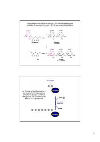 4
La glucógeno sintetasa forma enlaces α 1-4 glicosídicos añadiendo
unidades de glucosa al extremo 4-OH de una cadena de glucógeno
La síntesis del glucógeno se hace
por la sucesiva incorporación de
unidades de glucosa, a partir de
UDP-glucosa, con la formación de
enlaces α−1,4 glicosídicos
 