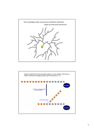 5
Pero el glucógeno tiene una estructura altamente ramificada...
¿Cómo se forma dicha estructura?
Cuando la longitud de una de las ramas supera un cierto tamaño, interviene un
enzima ramificante (transglicosilasa), que forma enlaces α 1-6
 