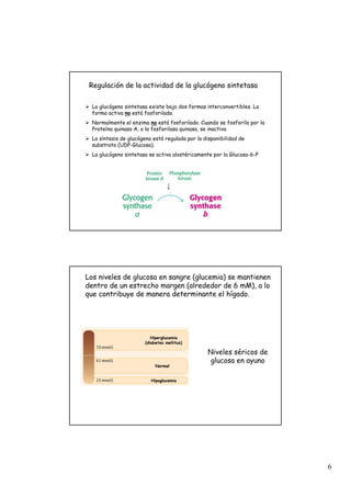6
¾ La glucógeno sintetasa existe bajo dos formas interconvertibles. La
forma activa no está fosforilada.
¾ Normalmente el enzima no está fosforilado. Cuando se fosforila por la
Proteína quinasa A, o la fosforilasa quinasa, se inactiva
¾ La síntesis de glucógeno está regulada por la disponibilidad de
substrato (UDP-Glucosa).
¾ La glucógeno sintetasa se activa alostéricamente por la Glucosa-6-P
Regulación de la actividad de la glucógeno sintetasa
Normal
Hipoglucemia
Hiperglucemia
(diabetes mellitus)
Niveles séricos de
glucosa en ayuno
Los niveles de glucosa en sangre (glucemia) se mantienen
dentro de un estrecho margen (alrededor de 6 mM), a lo
que contribuye de manera determinante el hígado.
 