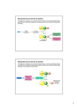 9
Mecanismo de acci
Mecanismo de acció
ón de la insulina:
n de la insulina:
A través de su receptor, con actividad tirosina kinasa, se activa una proteina kinasa
que fosforila a la proteína reguladora que mantiene unido e inactivada la fosfoproteína
fosfatasa
Mecanismo de acci
Mecanismo de acció
ón de la insulina:
n de la insulina:
A través de su receptor, con actividad tirosina kinasa, se activa una proteina kinasa
que fosforila a la proteína reguladora que mantiene unido e inactivada la fosfoproteína
fosfatasa, lo que resulta en su activación
Insulina
Receptor de
Insulina con
actividad
tirosina kinasa
Protein kinasa
sensible insulina
Fosfoproteína
fosfatasa
activada
 