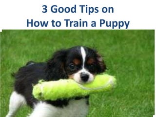 3 Good Tips on How to Train a Puppy 