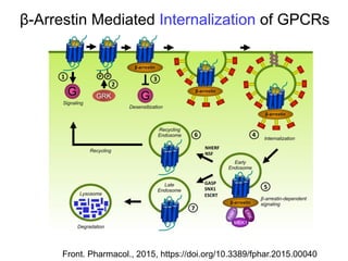 3 GPCR signaling.pdfG-coupled receptors play a significant role in cell ...