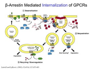 3 GPCR signaling.pdfG-coupled receptors play a significant role in cell ...