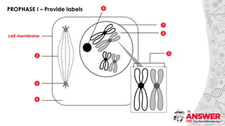 Prophase Labeling Question 3_Gr-12-Meiosis-Revision.pdf, powerpoint presentation | PDF