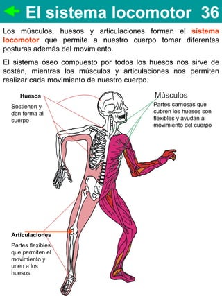 El sistema locomotor 36
Los músculos, huesos y articulaciones forman el sistema
locomotor que permite a nuestro cuerpo tomar diferentes
posturas además del movimiento.
El sistema óseo compuesto por todos los huesos nos sirve de
sostén, mientras los músculos y articulaciones nos permiten
realizar cada movimiento de nuestro cuerpo.

     Huesos
  Sostienen y                            Partes carnosas que
  dan forma al                           cubren los huesos son
  cuerpo                                 flexibles y ayudan al
                                         movimiento del cuerpo




  Articulaciones
  Partes flexibles
  que permiten el
  movimiento y
  unen a los
  huesos
 