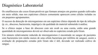 Diagnóstico Laboratorial
Os estafilococos são cocos Gram-positivos que formam arranjos em grumos quando cultivados
em meio sólido, mas nos espécimes clínicos comumente aparecem como células isoladas ou
em pequenos agrupamentos.
O sucesso da detecção do microrganismo em um espécime clínico depende do tipo de infecção
(p. ex., abscesso, bacteremia, impetigo) e da qualidade do material submetido à análise.
Se o clínico raspar a base do abscesso com um swab ou uma cureta, então uma grande
quantidade de microrganismos deverá ser observada no espécime corado pelo Gram.
Um número relativamente reduzido de microrganismos é encontrado no sangue de pacientes
com bacteremia (em média menos de uma célula bacteriana por mililitro de sangue), assim a
avaliação de preparações coradas pelo Gram não é útil, devendo ser realizado cultivo do
sangue.
 