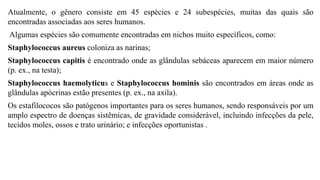 Atualmente, o gênero consiste em 45 espécies e 24 subespécies, muitas das quais são
encontradas associadas aos seres humanos.
Algumas espécies são comumente encontradas em nichos muito específicos, como:
Staphylococcus aureus coloniza as narinas;
Staphylococcus capitis é encontrado onde as glândulas sebáceas aparecem em maior número
(p. ex., na testa);
Staphylococcus haemolyticus e Staphylococcus hominis são encontrados em áreas onde as
glândulas apócrinas estão presentes (p. ex., na axila).
Os estafilococos são patógenos importantes para os seres humanos, sendo responsáveis por um
amplo espectro de doenças sistêmicas, de gravidade considerável, incluindo infecções da pele,
tecidos moles, ossos e trato urinário; e infecções oportunistas .
 
