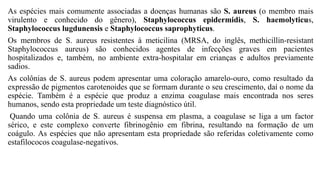 As espécies mais comumente associadas a doenças humanas são S. aureus (o membro mais
virulento e conhecido do gênero), Staphylococcus epidermidis, S. haemolyticus,
Staphylococcus lugdunensis e Staphylococcus saprophyticus.
Os membros de S. aureus resistentes à meticilina (MRSA, do inglês, methicillin-resistant
Staphylococcus aureus) são conhecidos agentes de infecções graves em pacientes
hospitalizados e, também, no ambiente extra-hospitalar em crianças e adultos previamente
sadios.
As colônias de S. aureus podem apresentar uma coloração amarelo-ouro, como resultado da
expressão de pigmentos carotenoides que se formam durante o seu crescimento, daí o nome da
espécie. Também é a espécie que produz a enzima coagulase mais encontrada nos seres
humanos, sendo esta propriedade um teste diagnóstico útil.
Quando uma colônia de S. aureus é suspensa em plasma, a coagulase se liga a um factor
sérico, e este complexo converte fibrinogênio em fibrina, resultando na formação de um
coágulo. As espécies que não apresentam esta propriedade são referidas coletivamente como
estafilococos coagulase-negativos.
 