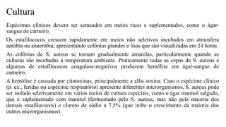Cultura
Espécimes clínicos devem ser semeados em meios ricos e suplementados, como o ágar-
sangue de carneiro.
Os estafilococos crescem rapidamente em meios não seletivos incubados em atmosfera
aeróbia ou anaeróbia, apresentando colônias grandes e lisas que são visualizadas em 24 horas.
As colônias de S. aureus se tornam gradualmente amarelas, particularmente quando as
culturas são incubadas à temperatura ambiente. Praticamente todas as cepas de S. aureus e
algumas de estafilococos coagulase-negativos produzem hemólise em ágar-sangue de
carneiro.
A hemólise é causada por citotoxinas, principalmente a alfa- toxina. Caso o espécime clínico
(p. ex., feridas ou espécime respiratório) apresente diferentes microrganismos, S. aureus pode
ser isolado seletivamente em vários meios de cultura especiais, como o ágar manitol salgado,
que é suplementado com manitol (fermentado pelo S. aureus, mas não pela maioria dos
demais estafilococos) e cloreto de sódio a 7,5% (que inibe o crescimento da maioria dos
outros microrganismos).
 