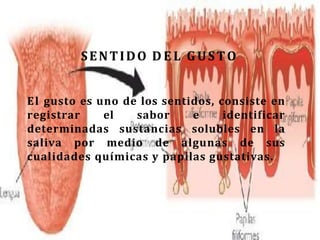 SENTIDO D E L GUSTO
El gusto es uno de los sentidos, consiste en
registrar el sabor e identificar
determinadas sustancias solubles en la
saliva por medio de algunas de sus
cualidades químicas y papilas gustativas.
 