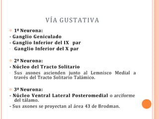 VÍA GUSTATIVA
o 1ª Neurona:
- Ganglio Geniculado
- Ganglio Inferior del IX par
- Ganglio Inferior del X par
o 2ª Neurona:
- Núcleo del Tracto Solitario
- Sus axones ascienden junto al Lemnisco Medial a
través del Tracto Solitario Talámico.
o 3ª Neurona:
- Núcleo Ventral Lateral Posteromedial o arciforme
del tálamo.
- Sus axones se proyectan al área 43 de Brodman.
 