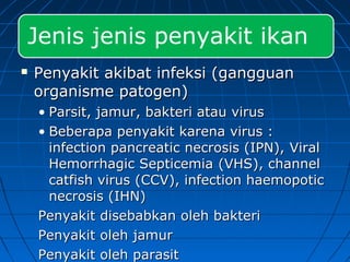  Penyakit akibat infeksi (gangguanPenyakit akibat infeksi (gangguan
organisme patogen)organisme patogen)
• Parsit, jamur, bakteri atau virusParsit, jamur, bakteri atau virus
• Beberapa penyakit karena virus :Beberapa penyakit karena virus :
infection pancreatic necrosis (IPN),infection pancreatic necrosis (IPN), ViralViral
Hemorrhagic SepticemiaHemorrhagic Septicemia (VHS), channel(VHS), channel
catfish virus (CCV), infection haemopoticcatfish virus (CCV), infection haemopotic
necrosis (IHN)necrosis (IHN)
Penyakit disebabkan oleh bakteriPenyakit disebabkan oleh bakteri
Penyakit oleh jamurPenyakit oleh jamur
Penyakit oleh parasitPenyakit oleh parasit
Jenis jenis penyakit ikan
 