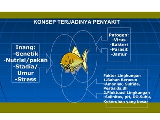 Inang:
-Genetik
-Nutrisi/pakan
-Stadia/
Umur
-Stress
Patogen:
-Virus
-Bakteri
-Parasit
-Jamur
Faktor Lingkungan
1.Bahan Beracun
-Amoniak, Sulfida,
Pestisida,dll
2.Fluktuasi Lingkungan
-Salinitas, pH, DO,Suhu,
Kekeruhan yang besar
KONSEP TERJADINYA PENYAKIT
 