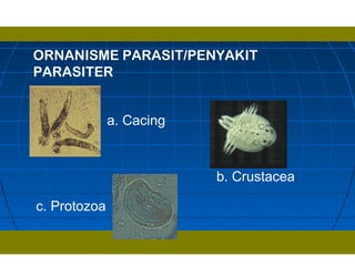 a. Cacing
ORNANISME PARASIT/PENYAKIT
PARASITER
b. Crustacea
c. Protozoa
 