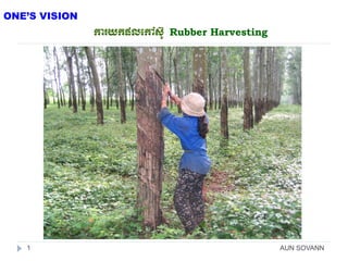karykplekAs‘U Rubber Harvesting 
AUN SOVANN 
1 
ONE’S VISION  