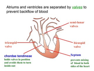 Atriums and ventricles are separated by valves to
prevent backflow of blood
bicuspid
valve
Septum
prevents mixing
of blood in both
sides of the heart
chordae tendineae
holds valves in position
and avoids them to turn
inside-out
tricuspid
valve
semi-lunar
valves
 
