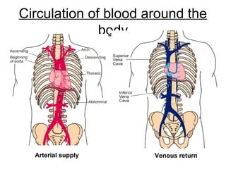 Circulation of blood around the
body
Arterial supply Venous return
 