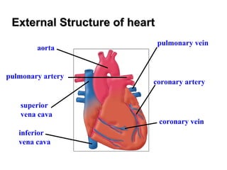 External Structure of heartExternal Structure of heart
aorta
pulmonary artery
superior
vena cava
inferior
vena cava
pulmonary vein
coronary artery
coronary vein
 