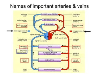 Names of important arteries & veins
 