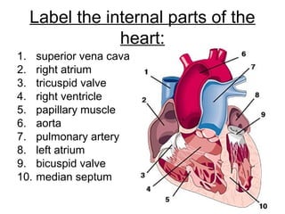 Label the internal parts of the
heart:
1. superior vena cava
2. right atrium
3. tricuspid valve
4. right ventricle
5. papillary muscle
6. aorta
7. pulmonary artery
8. left atrium
9. bicuspid valve
10. median septum
 