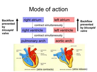 Mode of action
right atrium left atrium
right ventricle
contract simultaneously
left ventricle
pulmonary arch
contract simultaneously
aortic arch
Backflow
prevented
by
tricuspid
valve
Backflow
prevented
by bicuspid
valve
(atria contracts) (atria relaxes)
 