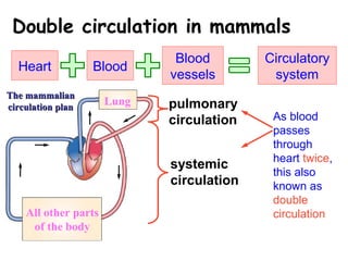 Lung
All other parts
of the body
The mammalianThe mammalian
circulation plancirculation plan
Double circulation in mammals
Heart Blood
Blood
vessels
Circulatory
system
pulmonary
circulation
systemic
circulation
As blood
passes
through
heart twice,
this also
known as
double
circulation
 