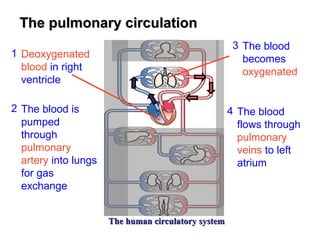 The human circulatory systemThe human circulatory system
The pulmonary circulationThe pulmonary circulation
2 The blood is
pumped
through
pulmonary
artery into lungs
for gas
exchange
3 The blood
becomes
oxygenated
4 The blood
flows through
pulmonary
veins to left
atrium
1 Deoxygenated
blood in right
ventricle
 