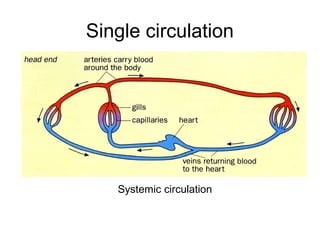 Single circulation
Systemic circulation
 
