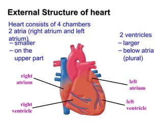 External Structure of heartExternal Structure of heart
Heart consists of 4 chambers
2 atria (right atrium and left
atrium)
– smaller
– on the
upper part
2 ventricles
– larger
– below atria
(plural)
left
atrium
right
atrium
right
ventricle
left
ventricle
 