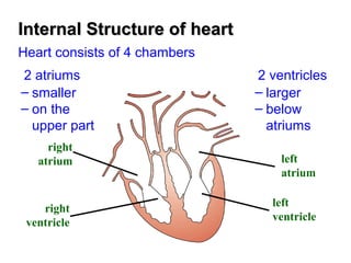 Internal Structure of heartInternal Structure of heart
Heart consists of 4 chambers
2 atriums
– smaller
– on the
upper part
2 ventricles
– larger
– below
atriums
left
atrium
right
atrium
right
ventricle
left
ventricle
 