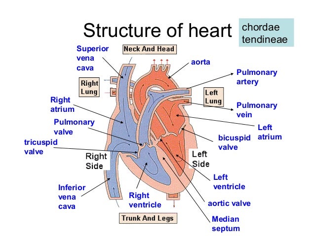 heart structure functions The cardiovascular system (structure and function) functions of the heart the cardiovascular system (structure and function). heart structure functions The cardiovascular system (structure and function) functions of the heart the cardiovascular system (structure and function).