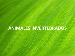 ANIMALES INVERTEBRADOS
 