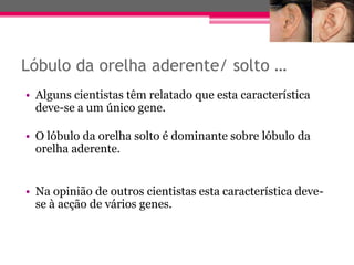 Lóbulo da orelha aderente/ solto …
• Alguns cientistas têm relatado que esta característica
  deve-se a um único gene.

• O lóbulo da orelha solto é dominante sobre lóbulo da
  orelha aderente.


• Na opinião de outros cientistas esta característica deve-
  se à acção de vários genes.
 