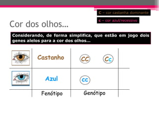 C – cor castanha dominante

                                   c – cor azul/recessivo
Cor dos olhos…
Considerando, de forma simplifica, que estão em jogo dois
genes alelos para a cor dos olhos…



          Castanho          CC        Cc


             Azul           cc

            Fenótipo         Genótipo
 