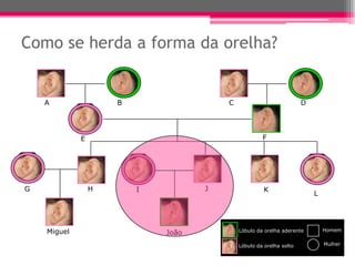 Como se herda a forma da orelha?


    A                B                  C                            D




             E                                       F




G                H       I          J                 K
                                                                         L




    Miguel                   João           Lóbulo da orelha aderente        Homem


                                            Lóbulo da orelha solto           Mulher
 