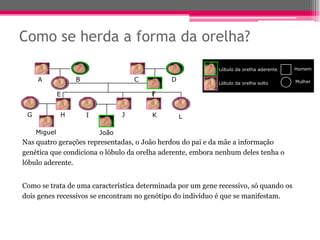 Como se herda a forma da orelha?
                                                            Lóbulo da orelha aderente   Homem

     A            B                  C       D              Lóbulo da orelha solto      Mulher

              E                          F


 G            H       I          J       K       L

     Miguel               João
Nas quatro gerações representadas, o João herdou do pai e da mãe a informação
genética que condiciona o lóbulo da orelha aderente, embora nenhum deles tenha o
lóbulo aderente.


Como se trata de uma característica determinada por um gene recessivo, só quando os
dois genes recessivos se encontram no genótipo do indivíduo é que se manifestam.
 