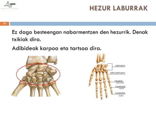 HEZUR LABURRAK
11


     Ez dago besteengan nabarmentzen den hezurrik. Denak
     txikiak dira.
     Adibideak karpoa eta tartsoa dira.
 