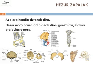 HEZUR ZAPALAK
12


     Azalera handia dutenak dira.
     Hezur mota honen adibideak dira: garezurra, iliakoa
     eta bularrezurra.
 