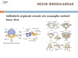 HEZUR IRREGULARRAK
13


     Adibiderik argienak ornoak eta aurpegiko zenbait
     hezur dira.
 